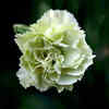 Carnation