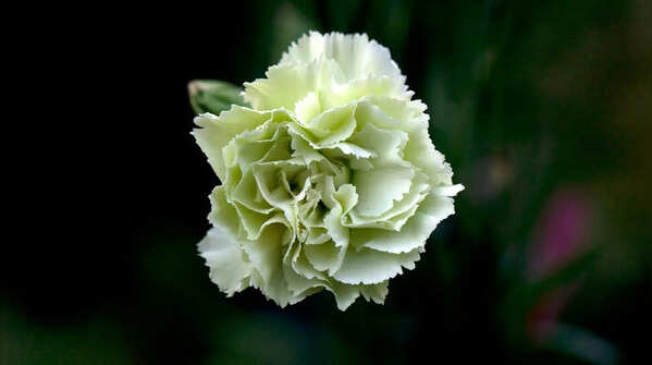 Carnation