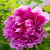 Peony