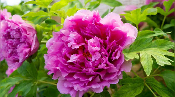 Peony