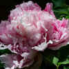 Article image for: 6 rose-like <i class="tbold">flowers</i> perfect for balcony gardens and small spaces