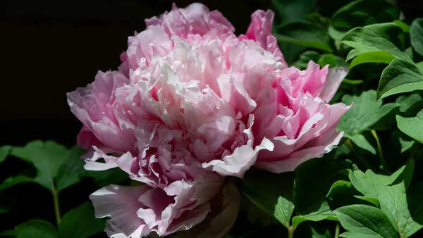 Rose Images