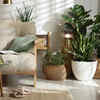 Article image for: Biophilic luxury theme