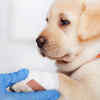 Article image for: 5 <i class="tbold">dog</i> breeds known for unmatched loyalty