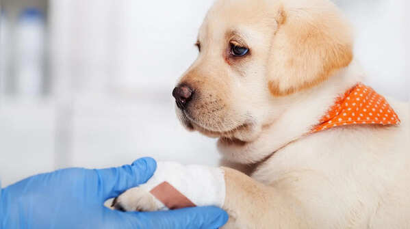 5 dog breeds known for unmatched loyalty