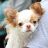 The Chihuahua