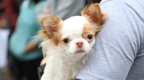 The Chihuahua