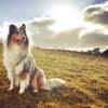 The Rough Collie