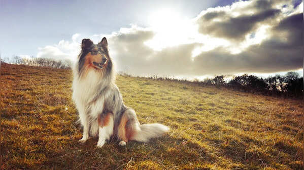 The Rough Collie