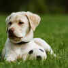 The Labrador Retriever