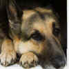 The German Shepherd