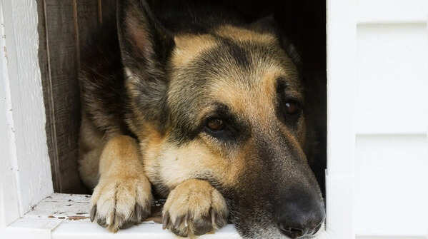 The German Shepherd