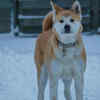 The Akita