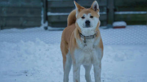 The Akita