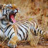 Article image for: Highest density of tigers in India