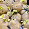 Potatoes