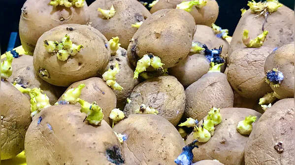 Potatoes