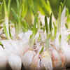 Garlic