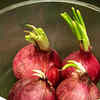 Onions