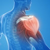 The hidden link between liver and muscle
