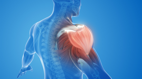 The hidden link between liver and muscle