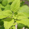 Lemon Balm