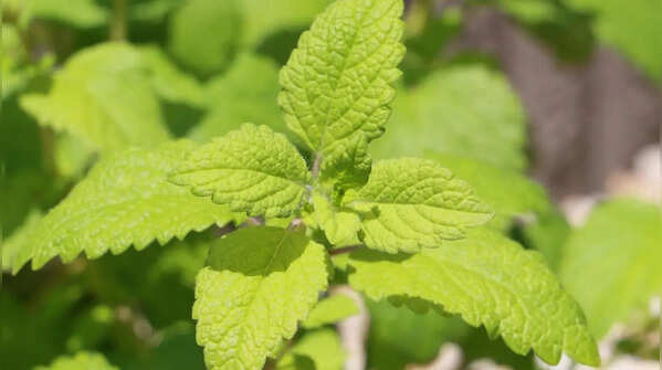 Lemon Balm
