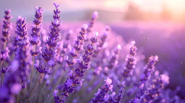 Lavender