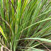 Lemongrass 