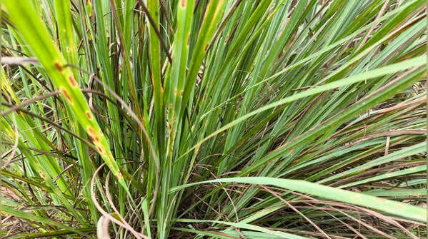 Lemongrass