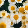 Chamomile 