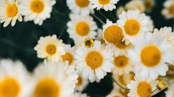 Chamomile