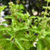 Tulsi (Holy Basil) 