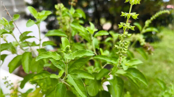 Tulsi (Holy Basil)