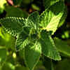 Mint 