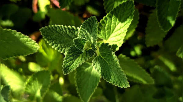 Mint