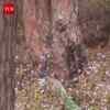 Article image for: Peacock Spotted in <i class="tbold">udhampur</i>’s Kaldi Forest After Rainfall