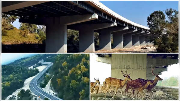 Delhi-Dehradun Expressway Wildlife Corridor