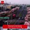 Article image for: Chennai blooms in vibrant spring <i class="tbold">colours</i>