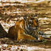 Article image for: Peak predator activity, especially tigers