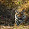 Article image for: <i class="tbold">wildlife</i> congregates around shrinking water sources