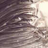 The Migration Of European Eels