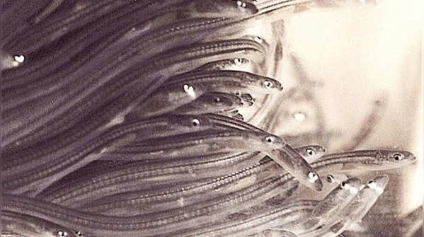 The Migration Of European Eels