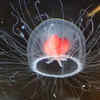The Immortal Jellyfish