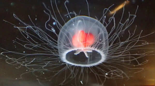 The Immortal Jellyfish