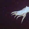 The Behavior Of Dumbo Octopus