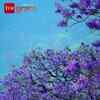 Article image for: Munnar turns purple during Jacaranda bloom