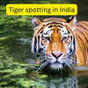 Article image for: 5 national parks in India where chances of spotting a tiger is between 70–90 percent; India’s most reliable safaris to see the big cat
