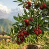 Article image for: Kafal (Box Myrtle)
