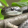 Japanese rat snake